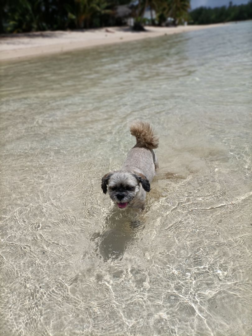 Jimmy the dog