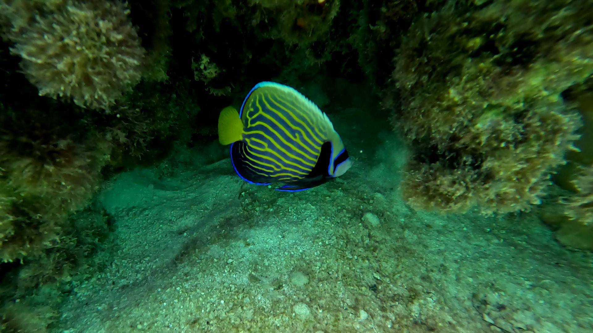 Colourful tropical fish beneath the water in Rarotonga
