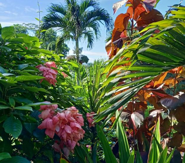 Stunning tropical gardens