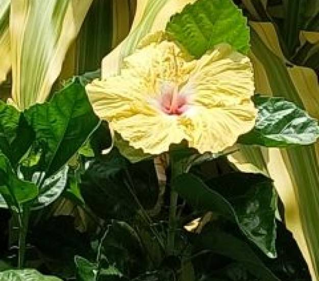 Studio l Ground Floor l ONU l Muri Retreat Apartments l Rarotonga