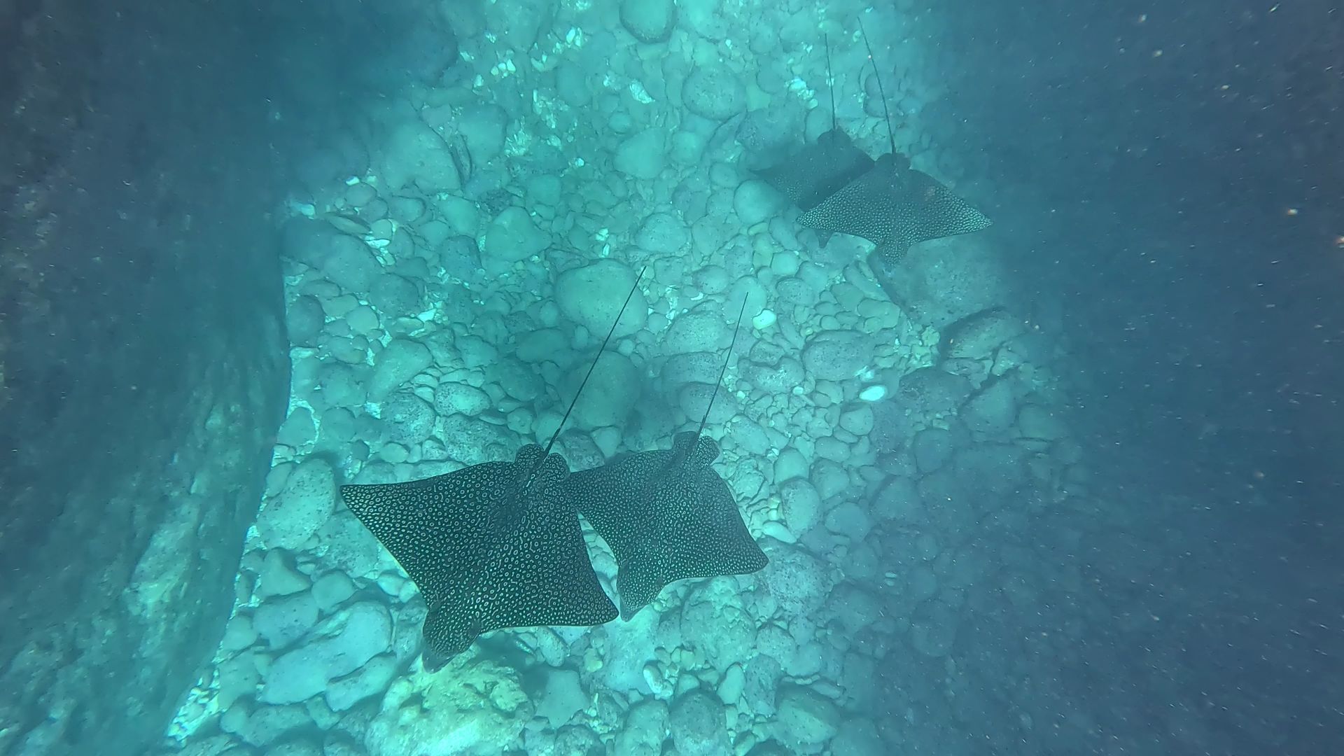 Spotted eagle rays swimming in blue water