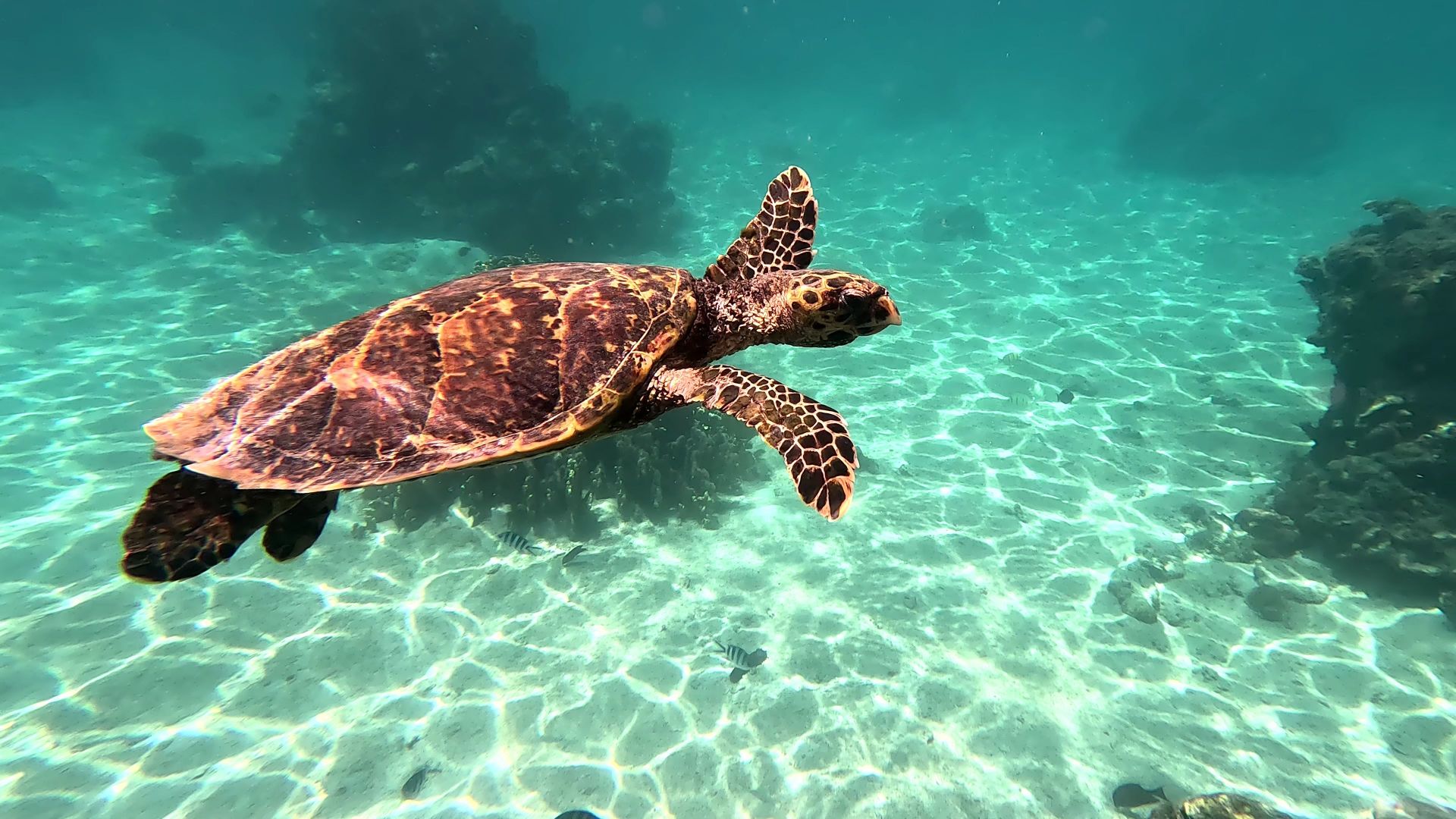 Sea turtle swimming in clear Cook Islands water